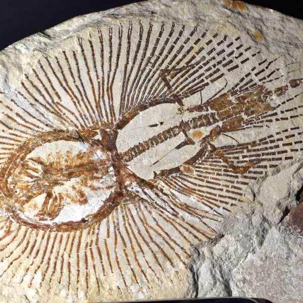 dsc_0060-raie-fossilise